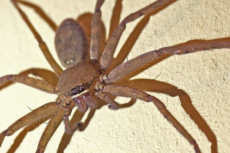 Huntsman Spider Extermination in New Braunfels, TX