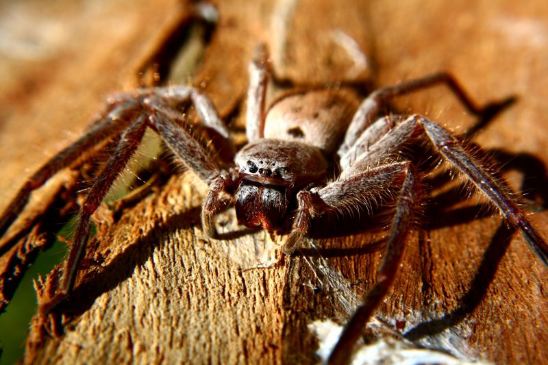 Huntsman Spider Extermination in Frisco, TX