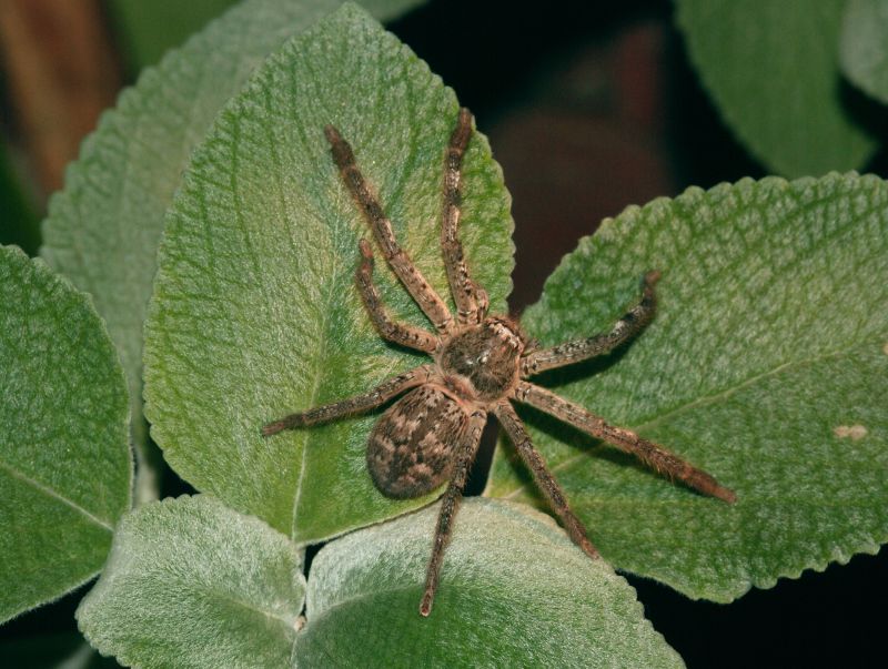 Huntsman Spider Extermination in Fort Worth, TX