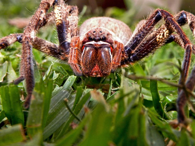 Huntsman Spider Extermination in Fort Worth, TX