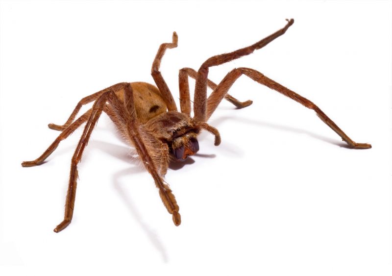 Huntsman Spider Extermination in Denton, TX