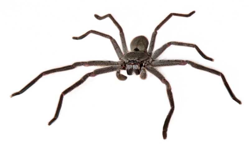 Huntsman Spider Extermination in Denton, TX