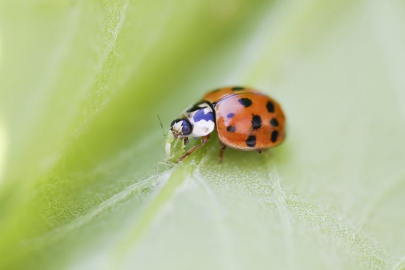 Ladybug Removal in Frisco, TX