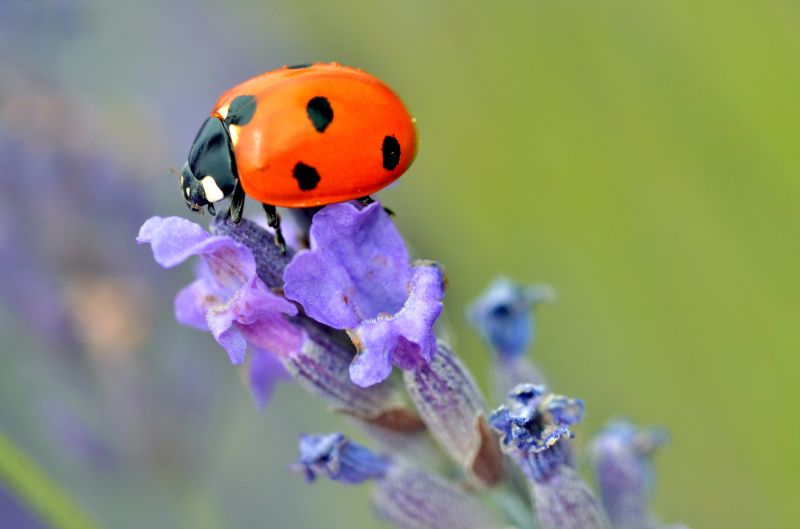 Ladybug Removal in Arlington, TX