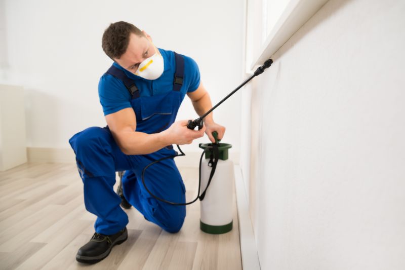 Ladybug Removal in Katy, TX