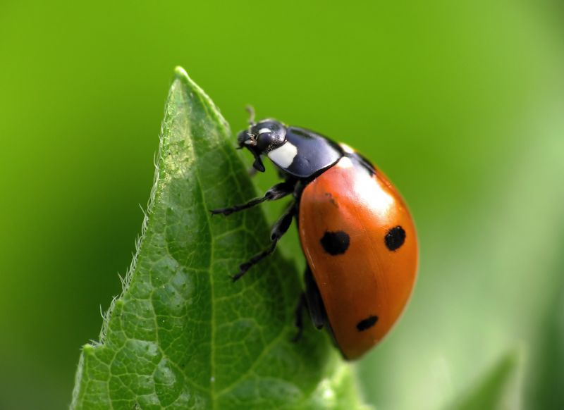 Ladybug Removal in Katy, TX
