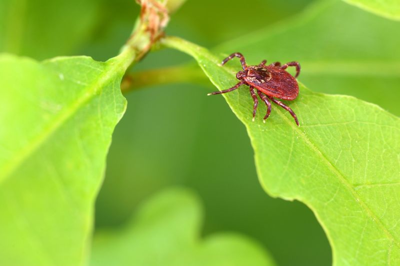 Mites Extermination in Frisco, TX