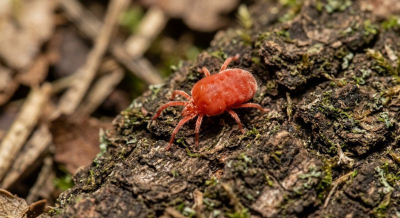 Mites Extermination in Frisco, TX