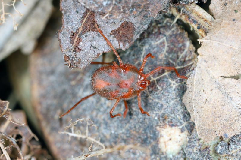Mites Extermination in Katy, TX