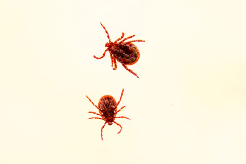 Mites Extermination in Arlington, TX