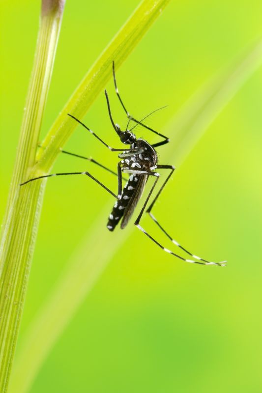 Mosquito Control Service in Arlington, TX