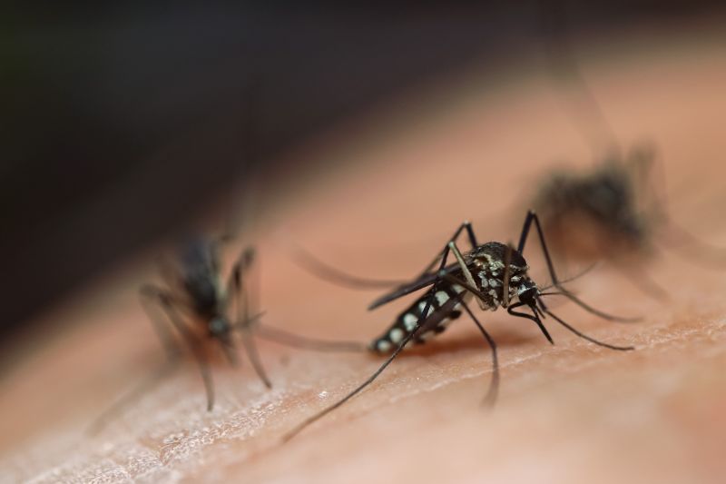 Mosquito Control Service in Denton, TX