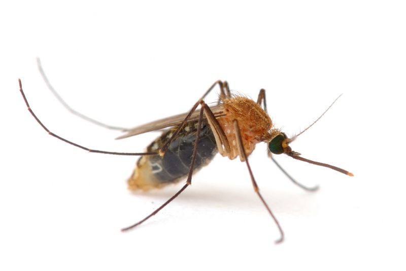 Mosquitoes Pest Control in Rockwall, TX