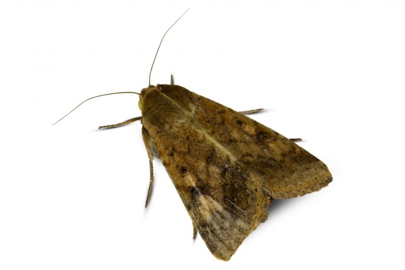 Moth Extermination in Frisco, TX