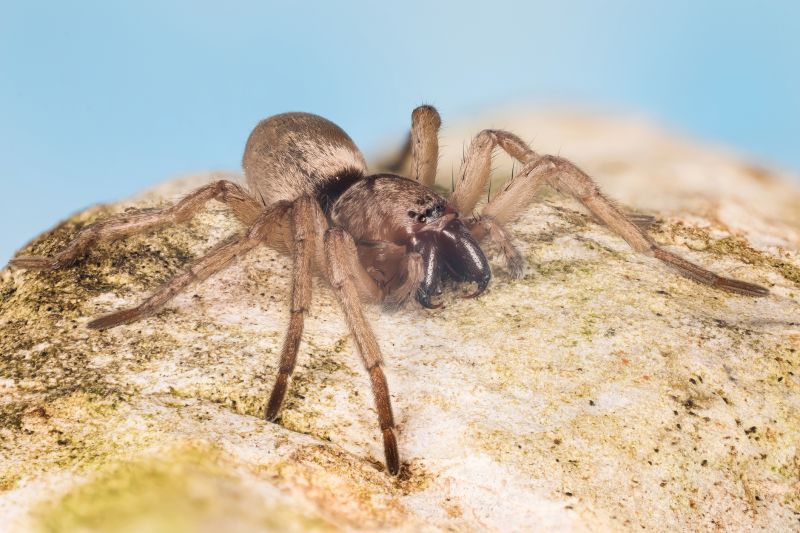 Mouse Spider Extermination in Frisco, TX