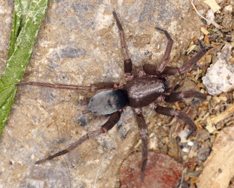 Mouse Spider Extermination in Rockwall, TX