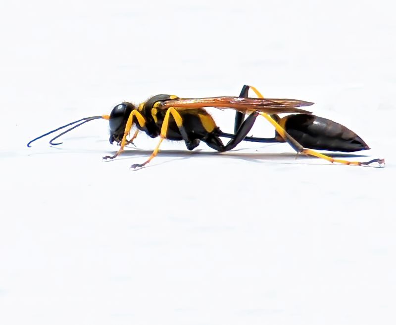 Mud Dauber Extermination in Arlington, TX