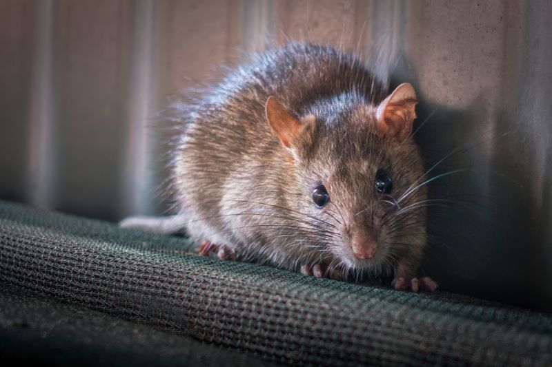 Preventing Rodent Infestations In Homes