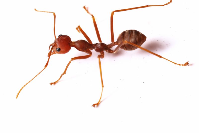 Red Ant Extermination in Arlington, TX