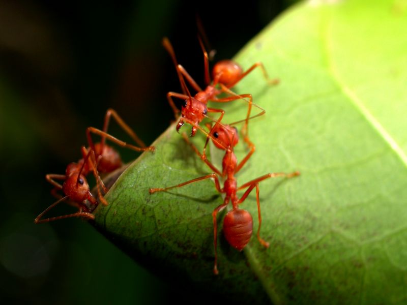 Red Ant Extermination in Rockwall, TX