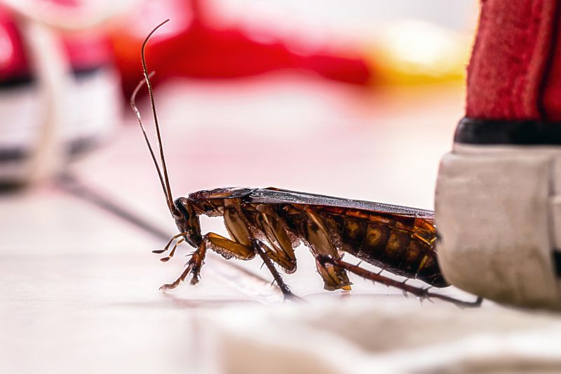 Roach Fumigation in Woodbridge, VA