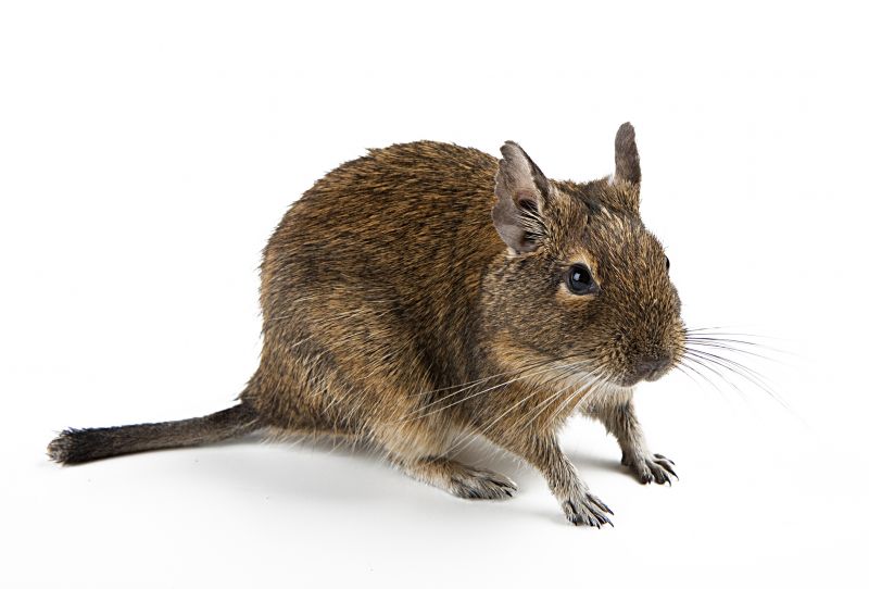 Rodent Control Solutions For Homes