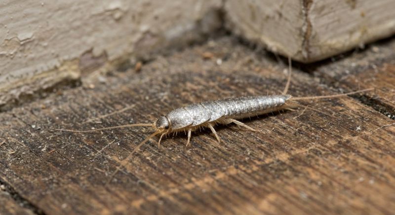 Silverfish Extermination in Katy, TX
