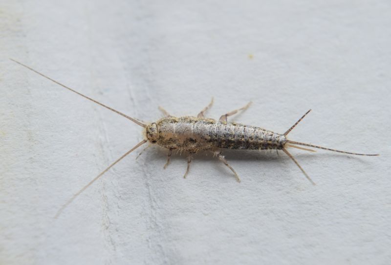 Silverfish Extermination in Arlington, TX