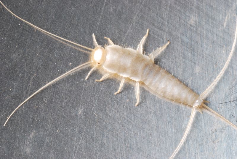 Silverfish Extermination in Arlington, TX