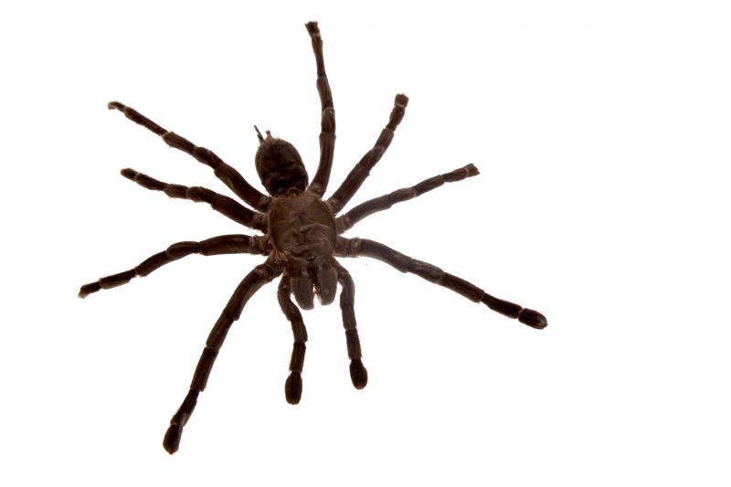 Spider Control Service in Denton, TX