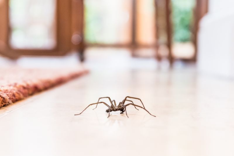 Spider Extermination Service in Katy, TX