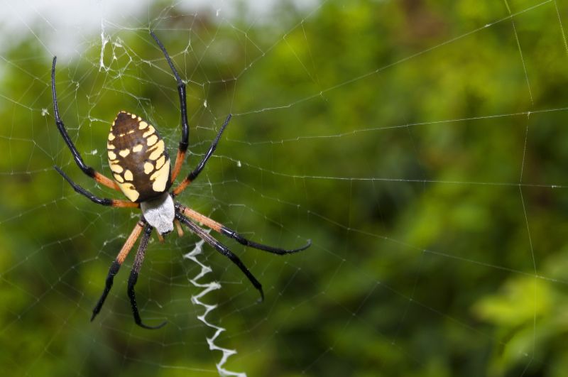Spider Fumigation Service in Wilmington, DE