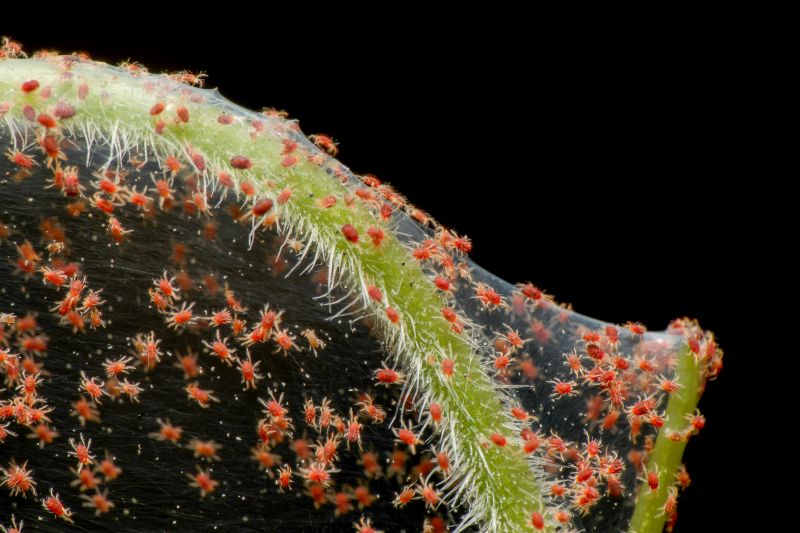 Spider Mite Extermination in Frisco, TX