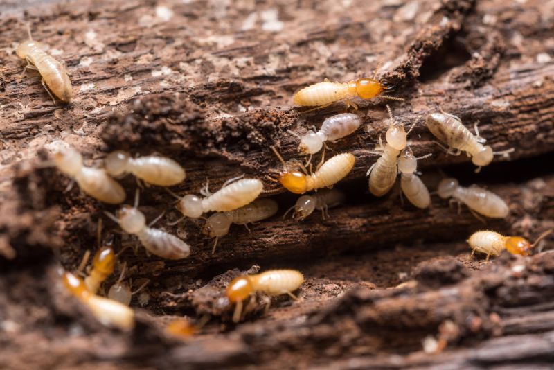Termite Infestation Service in Frisco, TX