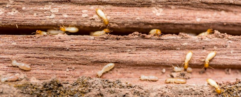Termite Prevention in Katy, TX
