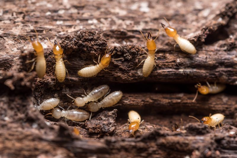 Termite Prevention in Frisco, TX