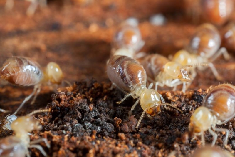 Termite Prevention in Frisco, TX