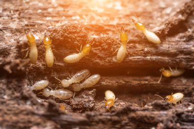 Termite Service in Frisco, TX