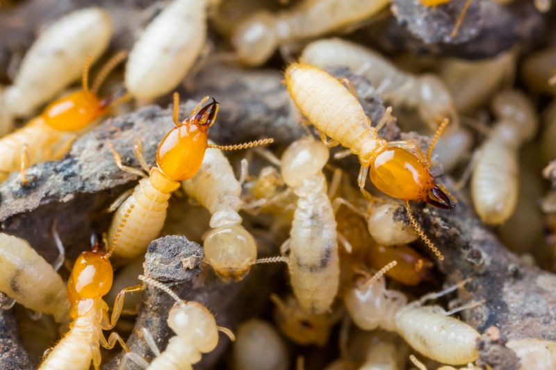 Termite Tenting in Katy, TX