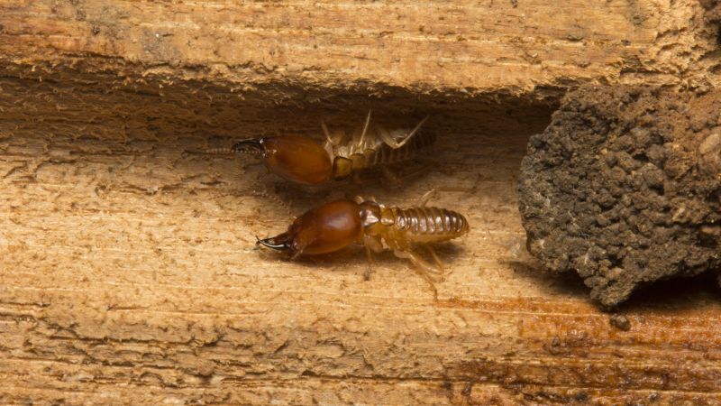 Termites Extermination in Katy, TX