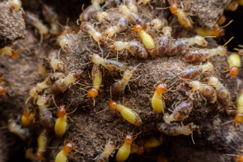 Termites Extermination in Frisco, TX