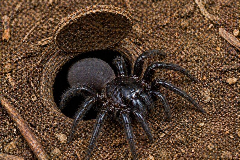 Trapdoor Spider Extermination in Katy, TX