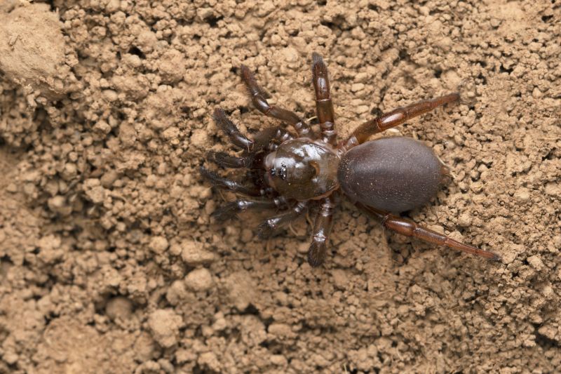 Trapdoor Spider Extermination in Katy, TX