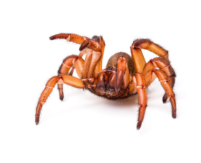 Trapdoor Spider Removal in Rockwall, TX