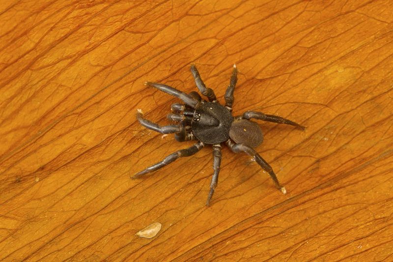 Trapdoor Spider Removal in Katy, TX