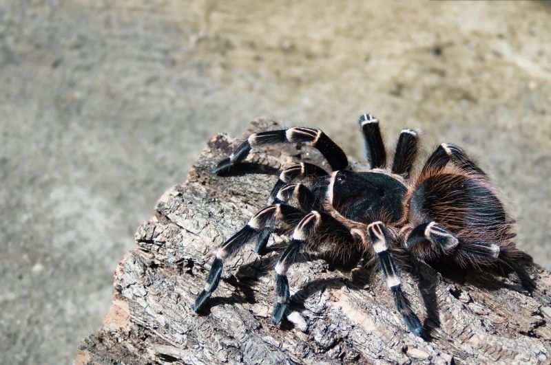 Trapdoor Spider Removal in Katy, TX