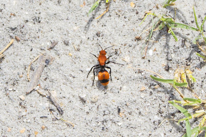 Velvet Ant Extermination in Arlington, TX