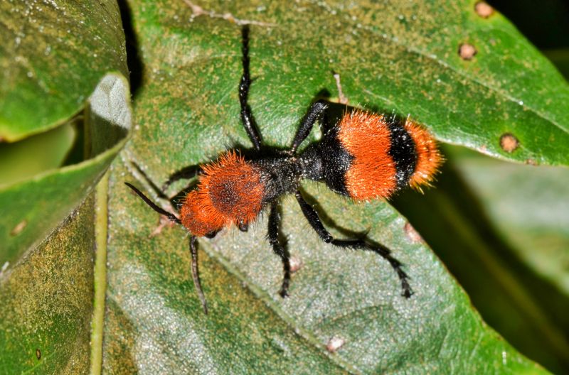 Velvet Ant Extermination in New Braunfels, TX