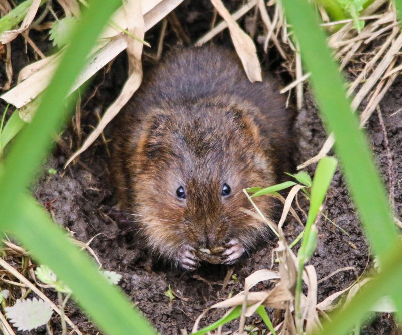 Vole Damage in Gardens
