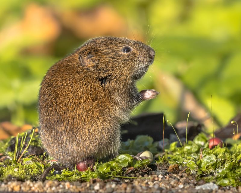 Vole Control Tools